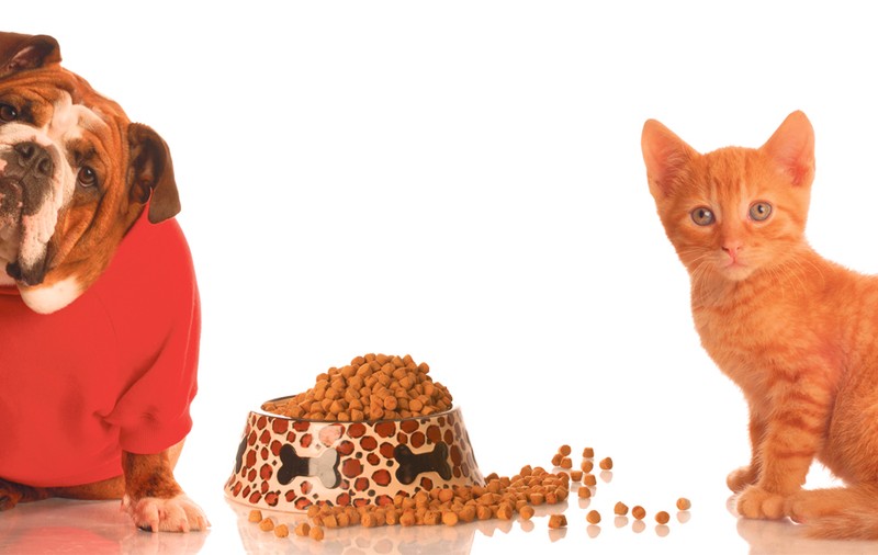 Îţi hrăneşti corect animalele? Alimentaţia e foarte importantă pentru sănătate şi longevitate