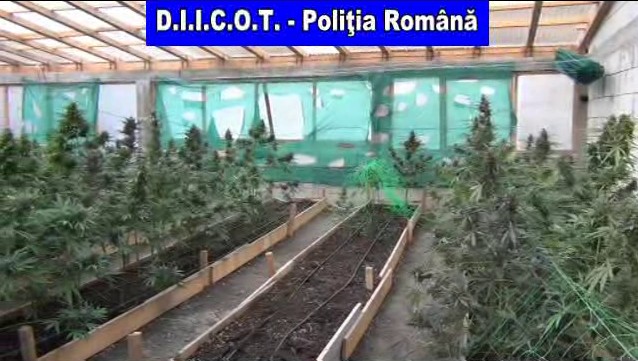 Plantele halucinogene, cultivate într-o anexă