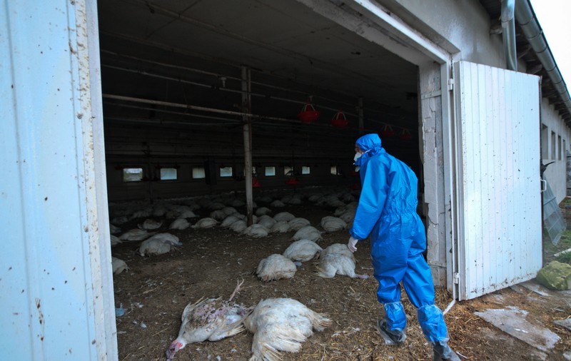 Pericolul unei noi pandemii: Doi proeminenți virusologi avertizează privind un virus transmis de păsări