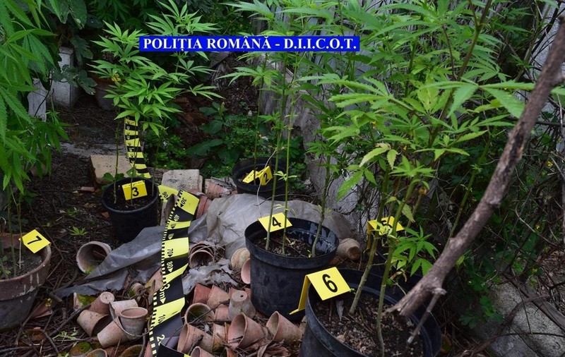 Doi clujeni creșteau cannabis în sediul propriei firme! Polițiștii de la Antidrog i-au reținut