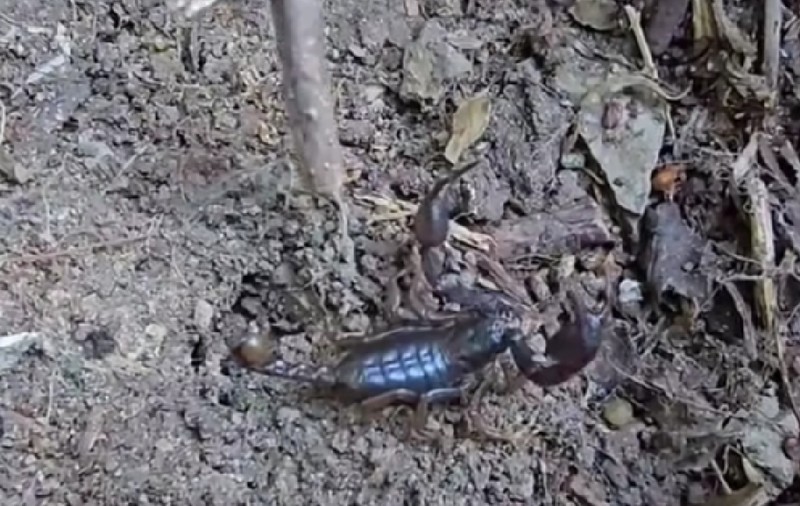Invazie de scorpioni carpatini în Buzău: ce i-a făcut să iasă agitați de sub stânci și pietre | VIDEO