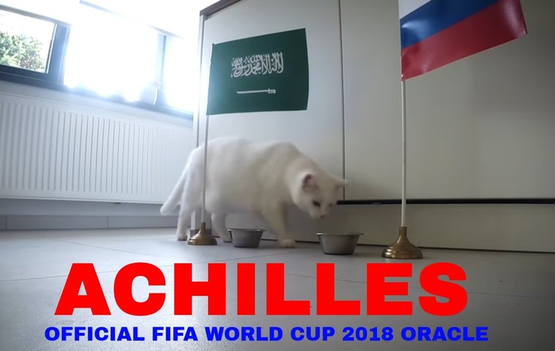 Motanul Ahile, oracolul Campionatului Mondial de fotbal 2018