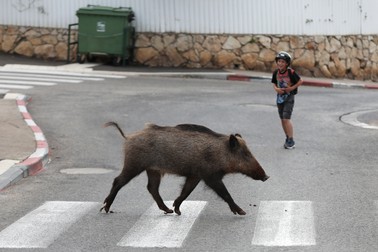 Acest porc care a traversat „regulamentar” a fost observat la Haifa pe 11 aprilie. EPA-EFE/ABIR SULTAN