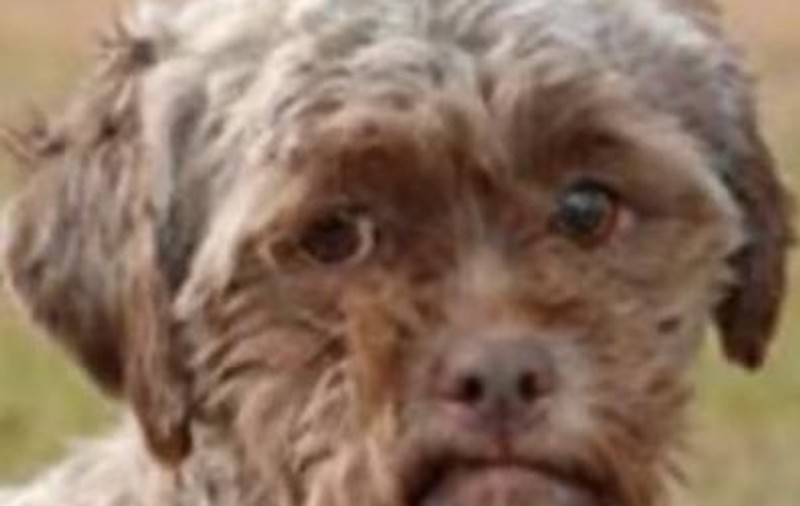 Asta este câinele cu faţă de om! Nu-i aşa că e adorabil? | VIDEO
