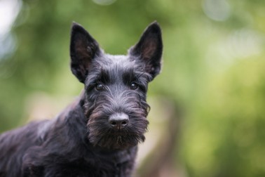 Câini inteligenți de talie mică- Scottish Terrier