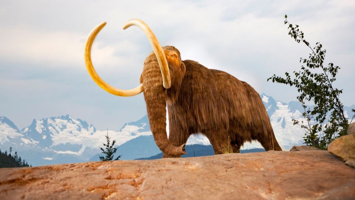 mamut lânos