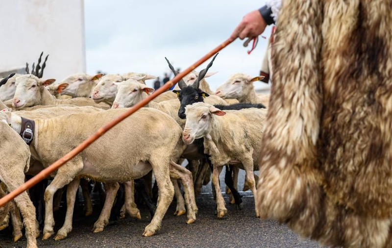 Afacerea cu care un fost cioban din Bihor a dat lovitura: conduce una dintre cele mai mari companii din domeniu