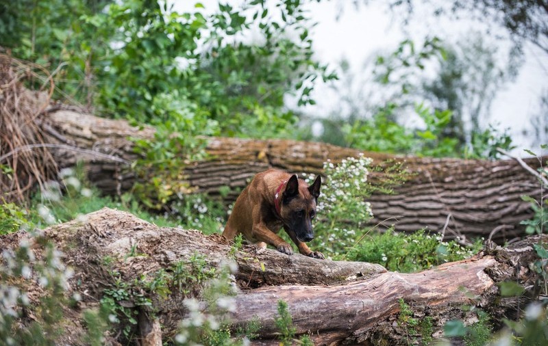 Un câine al polițiștilor de frontieră din Belarus a fugit în Polonia, după trei încercări nereușite
