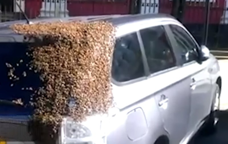Loiale reginei: 20.000 de albine au urmărit o mașină timp de două zile | VIDEO
