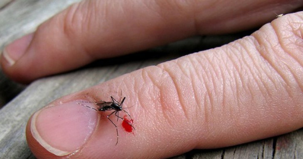 17 oameni au murit din cauza infecției cu virusul West Nile transmisă de țânțari. MS cere măsuri sporite de dezinsecție