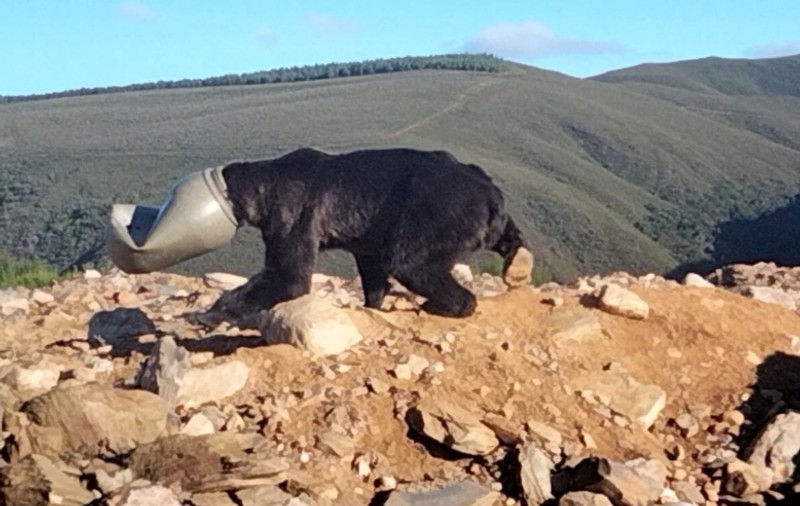 Operațiune de salvare a unui urs brun, care își blocase capul într-un butoi din plastic, în Spania