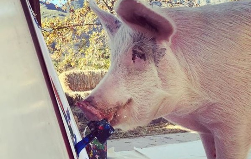 FOTO | Povestea lui Pigcasso, porcul salvat de la tăiere care a devenit un pictor faimos în toată lumea. Operele sale se vând cu mii de dolari