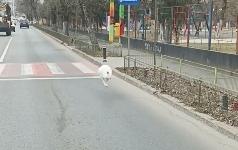 Cangur alb filmat pe o stradă din București, în sectorul 5. „A scăpat de la Nuțu Cămătaru, probabil”