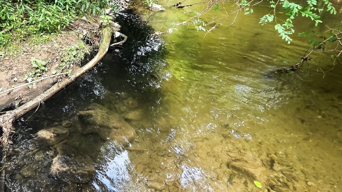 Poluarea râului Vâlsan de către stația de epurare Brădetu, 30 august 2026. Sursă foto: Fundația Centura Verde.