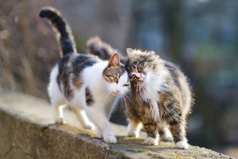 Ziua internațională a pisicii - cel mai popular animal de companie