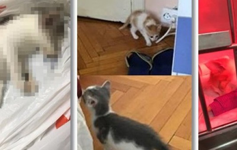 Tânărul din Timișoara care schingiuia și omora pisici, trimis în judecată
