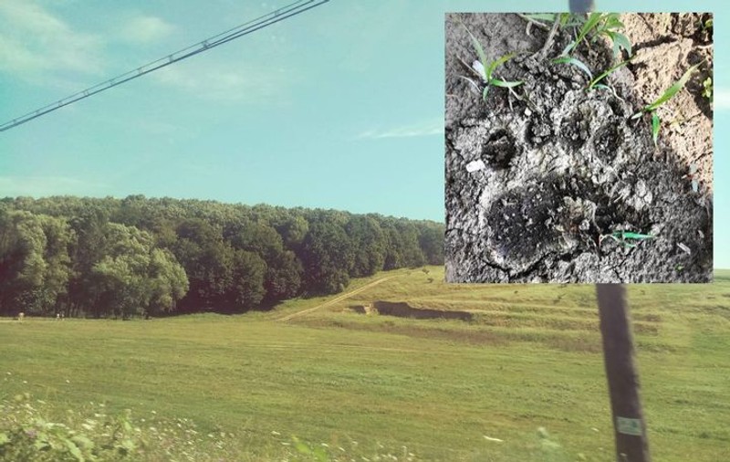 Situație nemaiîntâlnită la Galați: Urme de urs, găsite la marginea unei păduri