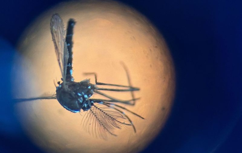Primul caz de infectare cu virusul West Nile a fost confirmat în România, în acest sezon, la un bărbat din București