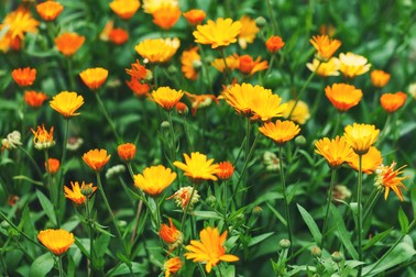 Plante medicinale - Gălbenele - Calendula officinalis