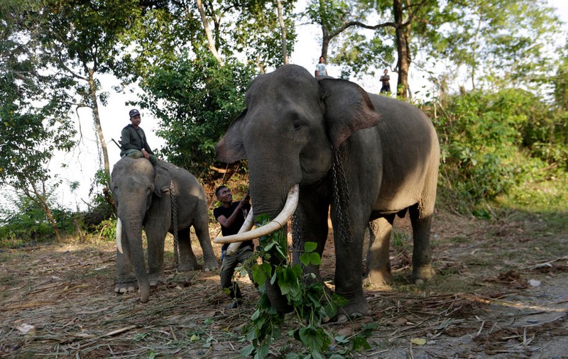 Elefant pe cale de dispariție găsit decapitat în Indonezia. Autorii sunt traficanții de fildeș