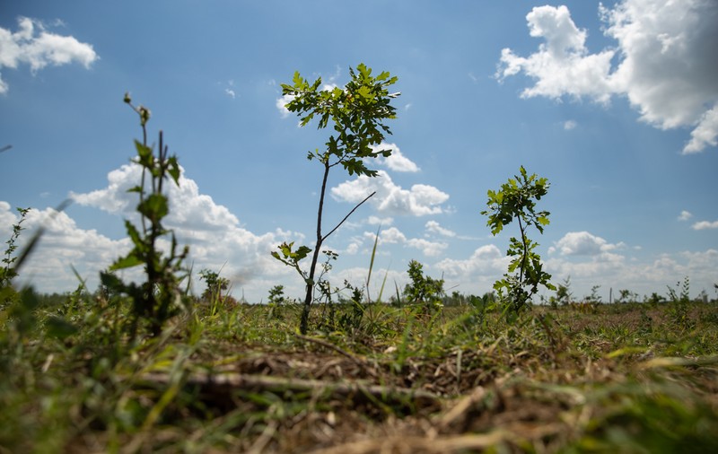 VIDEO | Cum să îngropi 2,4 milioane de euro. La peste doi ani de la primele plantări, Parcul Memoriei Naţionale de lângă Mărășești arată ca un deşert
