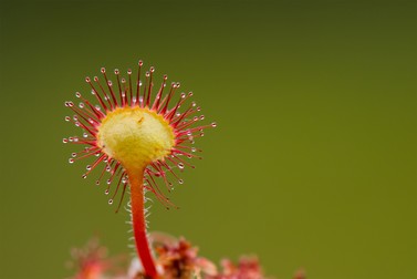 Drosera