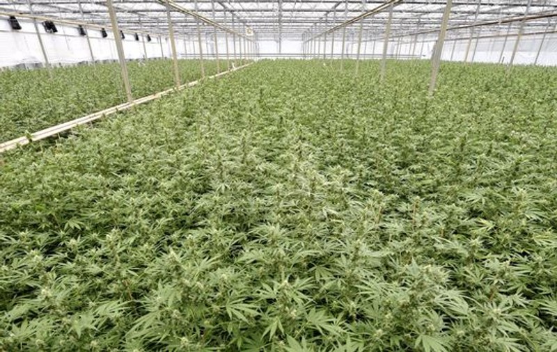Profesor arestat pentru că planta canabis pe acoperişul şcolii
