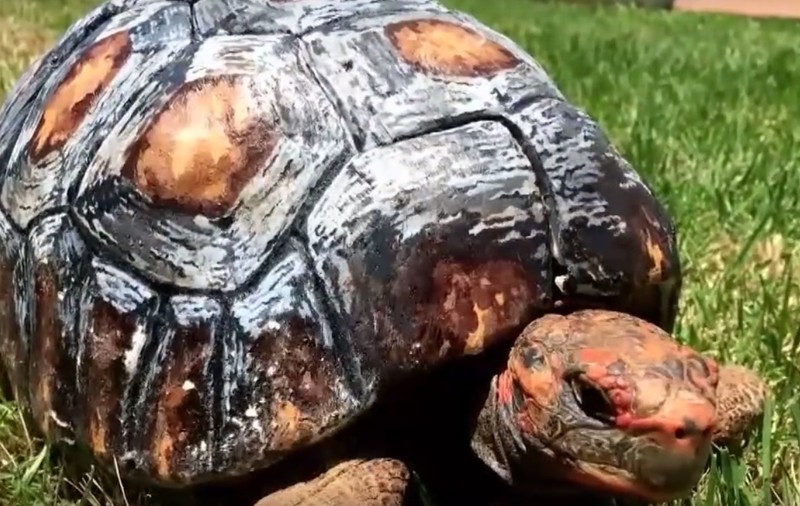 O broasca testoasă a primit carapace realizată la imprimantă 3D | VIDEO