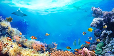 Flora și fauna Oceanul Pacific
