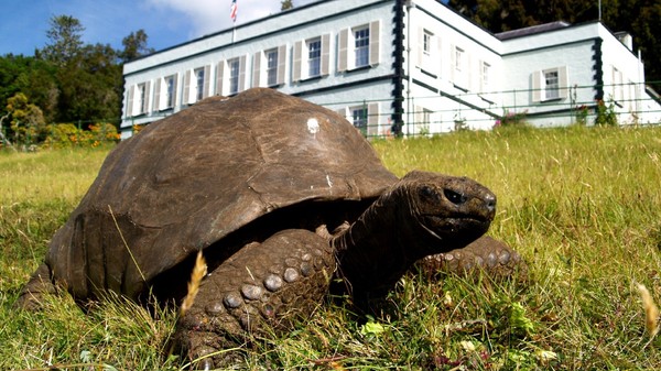 testoasa Jonathan, cel mai batrân animal din lume, și-a petrecut cea mai mare parte a vieții pe insula Sfânta Elena, un teritoriu britanic de peste mări situat în Oceanul Atlantic de Sud, în incinta Plantation House – reședința guvernatorului insulei Sfânta Elena