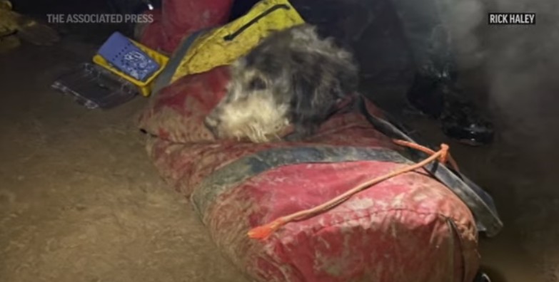 Abby, în momentul în care a fost găsită. Foto: captură video AP