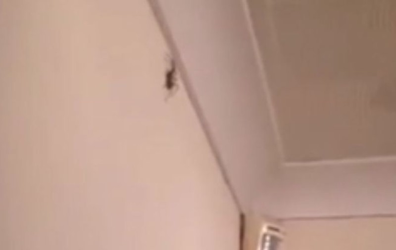 VIDEO | Un bărbat a creat isterie pe internet după ce a ucis un păianjen într-un mod inedit