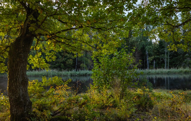 Proprietara unei vile i-a cerut vecinului ei să taie 34 de mesteceni pentru că îi blochează vederea către lac de pe terasă, în Elveția