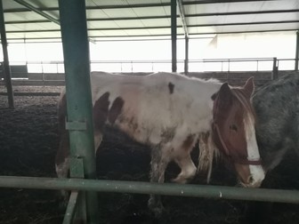 În adăpostul autorizat de DSVSA, caii suferă de frig