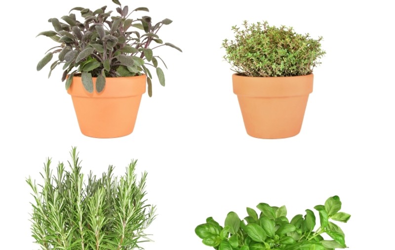 Plante aromatice pe care le poţi creşte în ghiveci