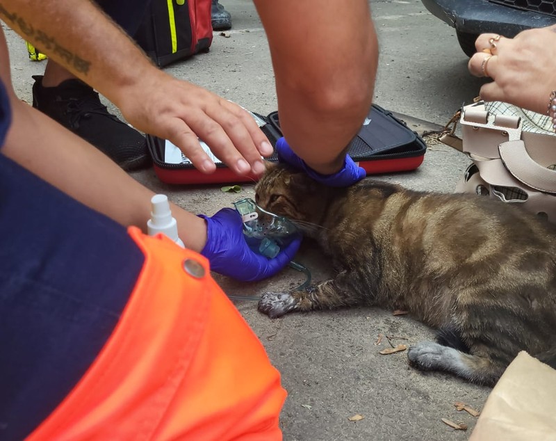 Un motan din Constanța, readus la viață de ambulanțieri, după ce a fost salvat dintr-un incendiu