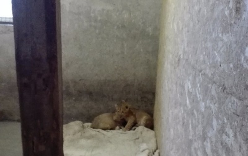 EXCLUSIV | O altă grădină zoologică ”privată” la țară, în județul Dâmbovița. Proprietarul are lei, maimuțe...