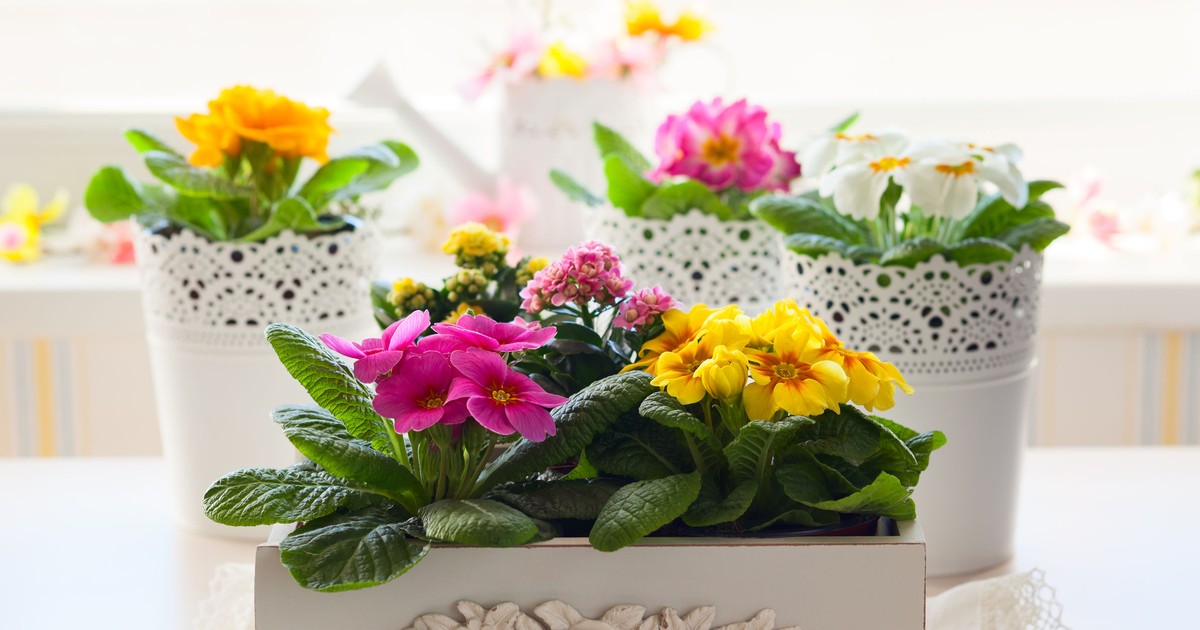 Primula - plantare, îngrijire