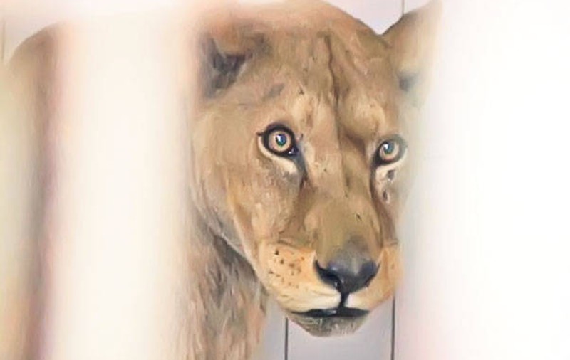 Măsuri la ZOO Craiova: Administratorul şi tehnicianul veterinar, demişi
