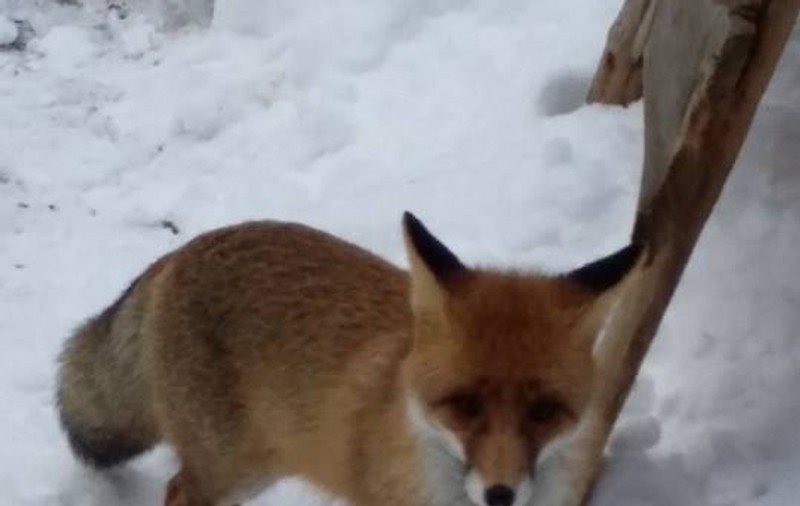 Vulpoiul Foxy, mascota de la Șapte Scări