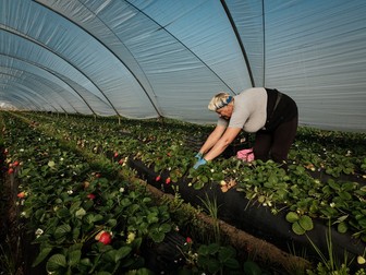 Floarea, în timp ce culege căpșuni