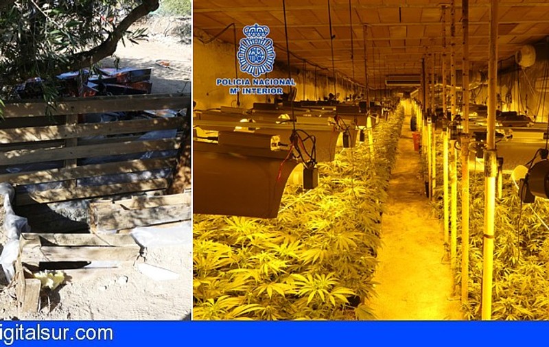 Patru români, arestați la Toledo: au creat sub pământ ”cea mai mare plantaţie ilegală de cannabis văzută vreodată de poliţia spaniolă”