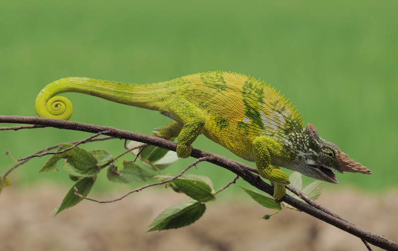 Cameleonul - lucruri surprinzătoare și curiozități despre aceste animale