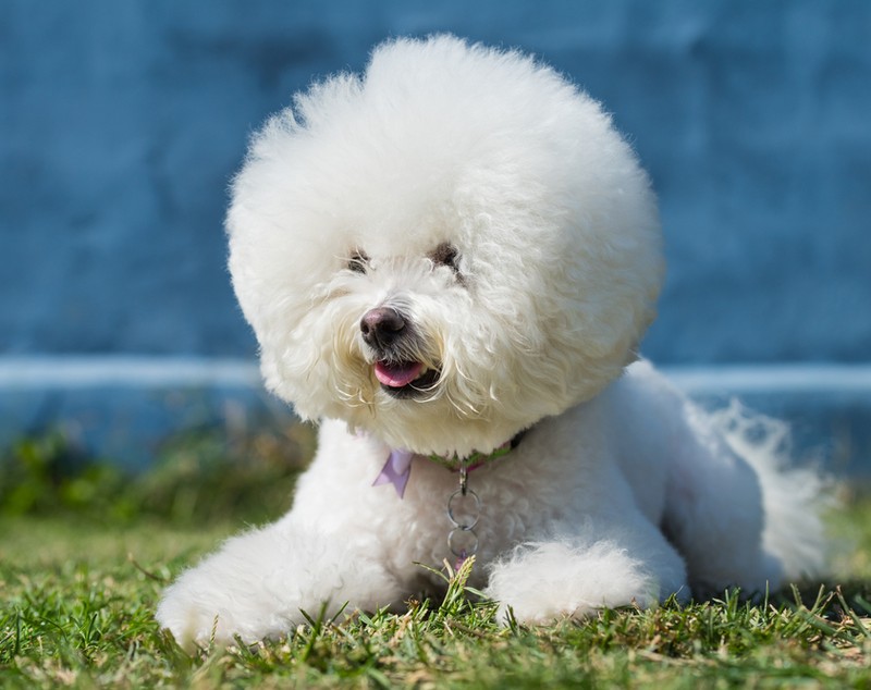 Bichon Frise - ce temperament are patrupedul expresiv cu blană albă și pufoasă