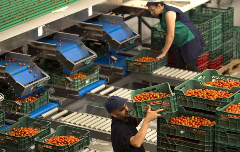 Cu cât e plătit pe oră un culegător de roșii din seră din Suedia, pentru un program de 8-10 ore pe zi, minimum 40 de ore pe săptămână