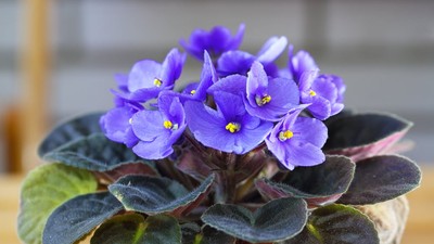 violete-de-parma-ingrijire