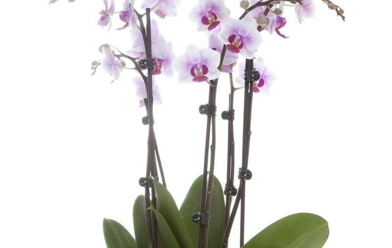 Phalaenopsis, prinţesa orhideelor! Cum îi porţi de grijă unei plante «cu sânge albastru»