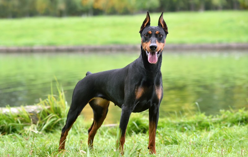 Doberman - caracteristici și temperament. Cum se dresează un animal de companie