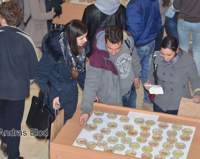 Picturi vii, realizate cu bacterii, expuse la Universitatea Sapientia din Miercurea Ciuc