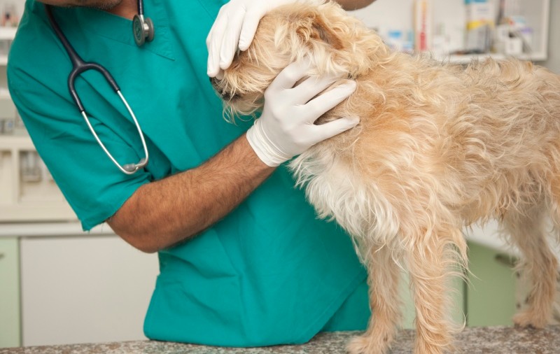 Un medic veterinar s-a împuşcat în cabinetul său